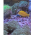 Acanthurus olivaceus S